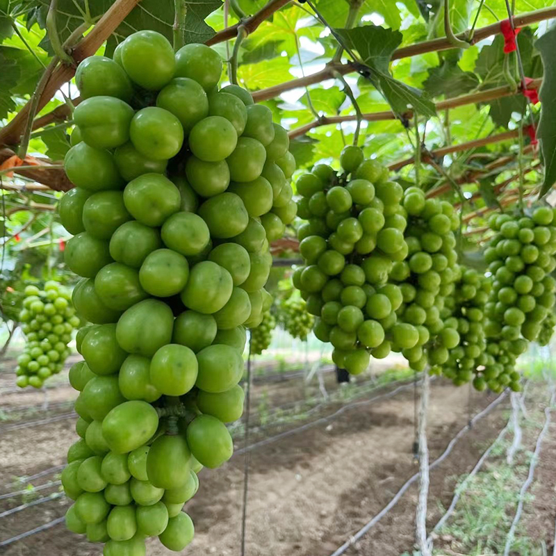 Shanguo Yanyi Sunshine Rose Planting Base Achieves Abundant Harvest
