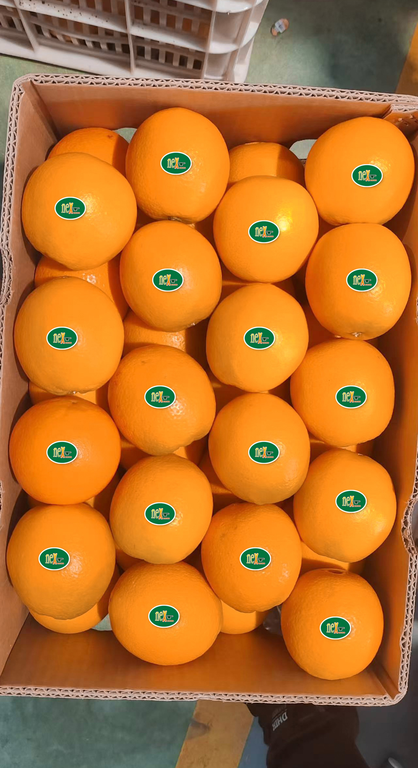 FRUITS PARTY科技赋能，智能分拣