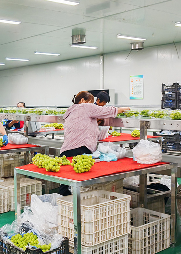 FRUITS PARTY全新恒温分拣车间正式投入使用